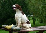 SETTER IRLANDAIS 542